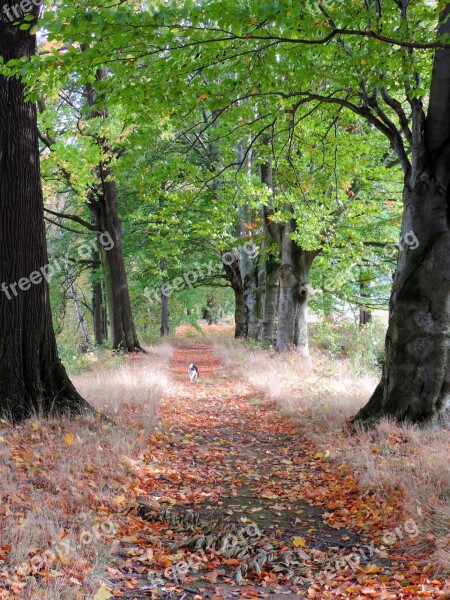 Alley Tree Nature The Silence Yellow Leaves