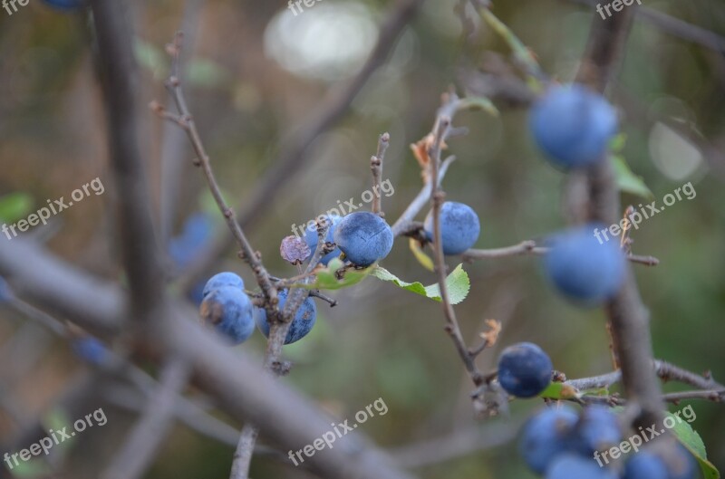 Blue Berry Wild Plum Spring Berry Shrub Nature