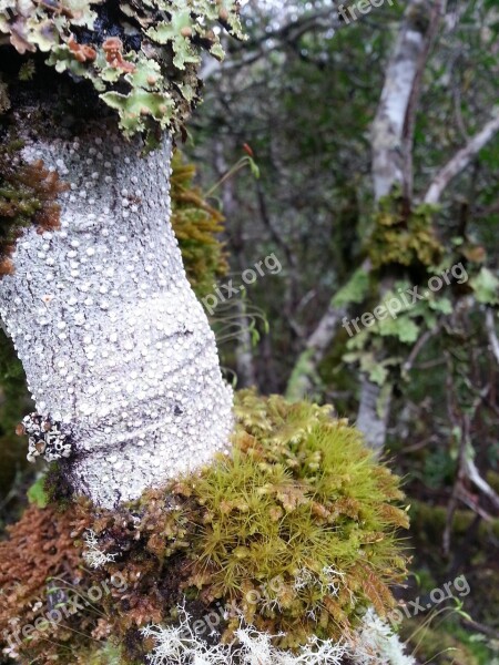 Tree Moss Forest Woods Bush