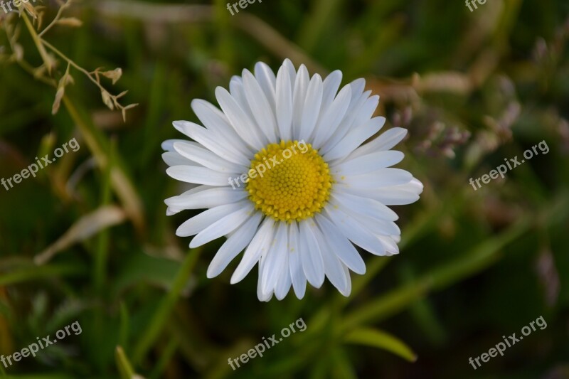 Flowers Nature Grass Daisy White Flowers