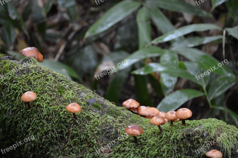 Mushroom Moss Forest Mushrooms Forest Litttle Mushrooms