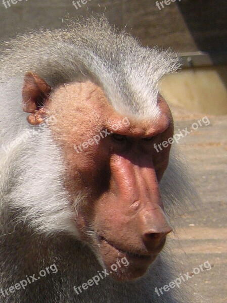 Monkey Baboon Animal Zoo Baboon Face