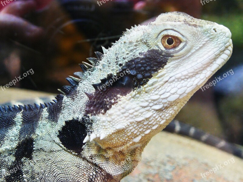 Lizard Iguana Animal Free Photos