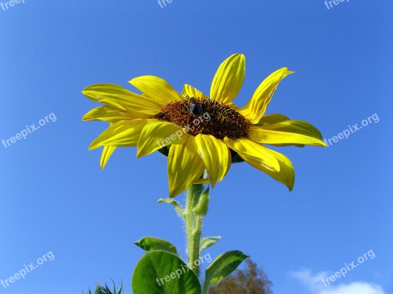 Sunflower Flower Plant Summer Bee