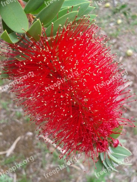 Blossom Bloom Red Flower Red Bush