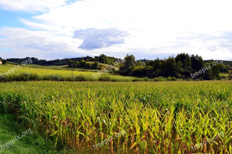 Corn Field Fields Agriculture Nature Landscape