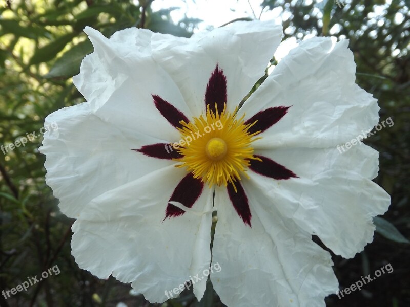 Cistus White Jara Flowers Nature Flower