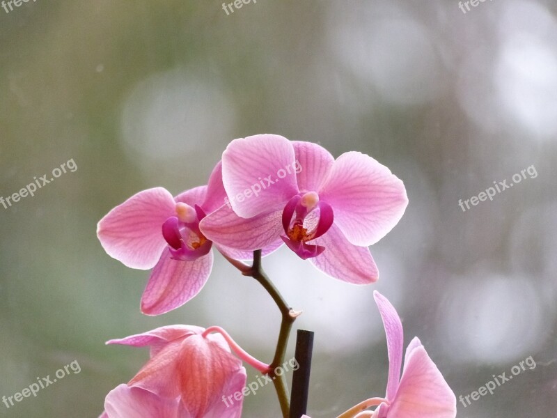 Orchid Blossom Bloom Flower Close Up