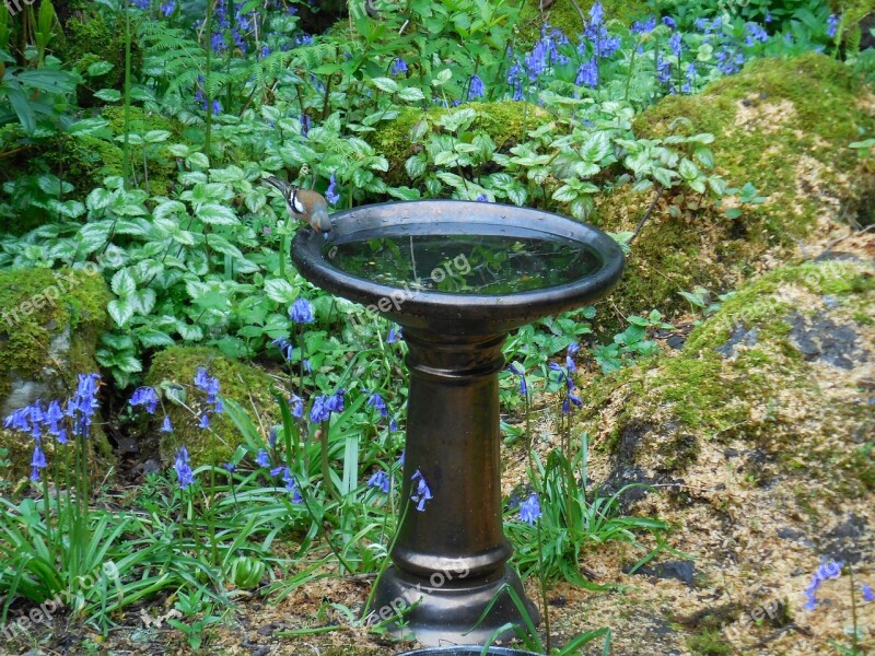 Bird Birdbath Garden Water Wildlife