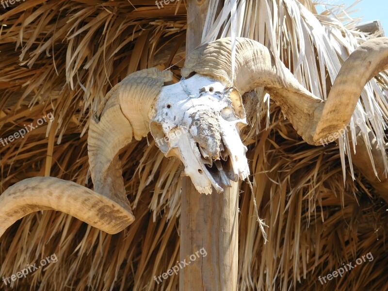 Horns Skull Goat Bones Free Photos