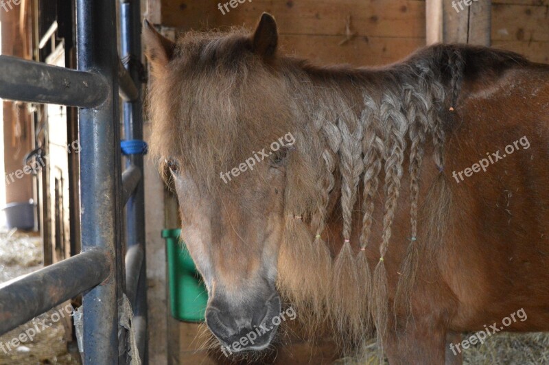 Pony Shetland Shetland Pony Free Photos