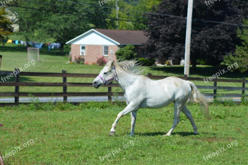 Horse Running Running Horse White Horse Free Photos