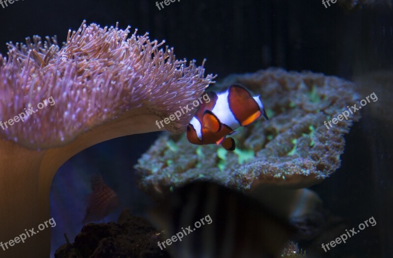 Reef Tank Aquarium Fish Coral