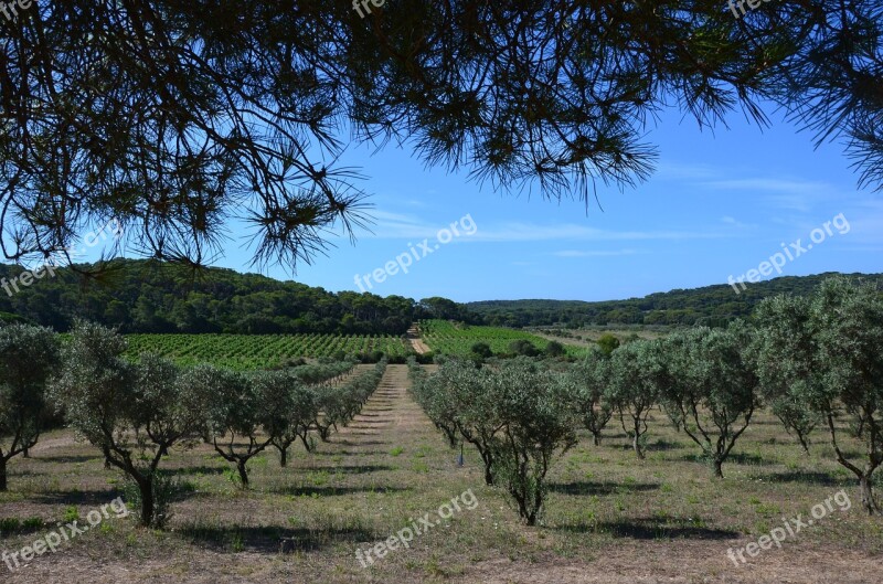 Olive Summer Olive Tree Heat Porquerolles