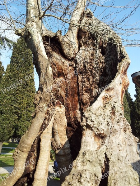 Tree Nature Log Grove Tree In The Tree