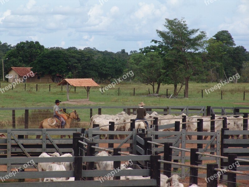 Corral Boi Nellore Cattle Brazilian Cattle