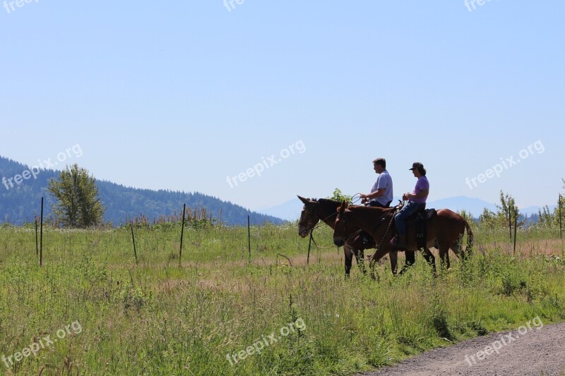 Horseback Riding Horse Animal Nature