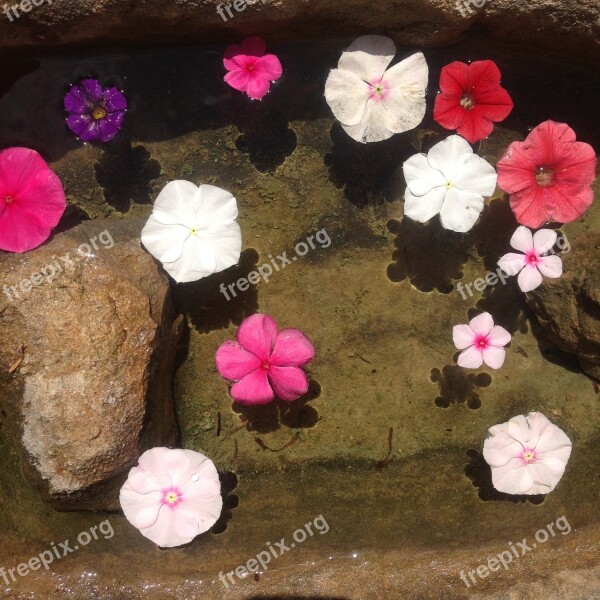 Flower Summer Basin Water Zen