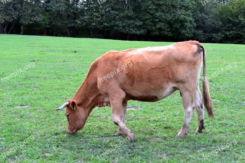 Cow Browse Ruminating Pasture Brown Cow