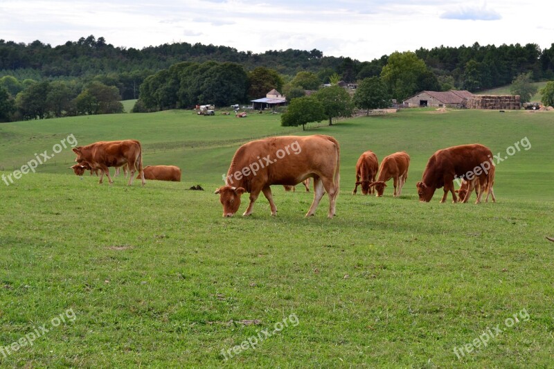 Cow Browse Ruminating Herd Pasture