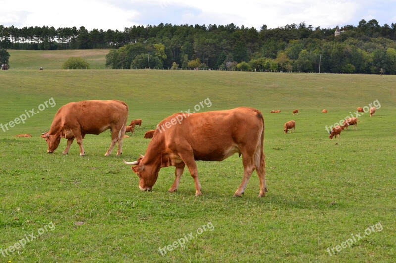 Cow Browse Ruminating Herd Pasture