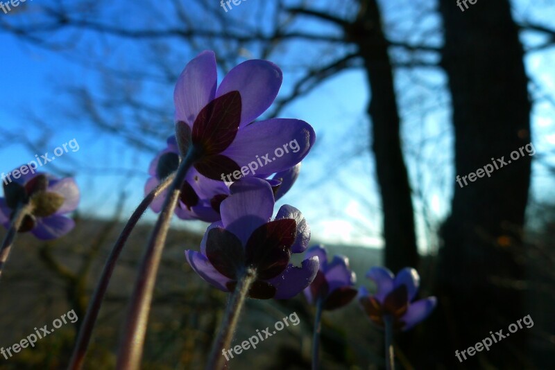 Hepatica Forest Flower Nature Free Photos