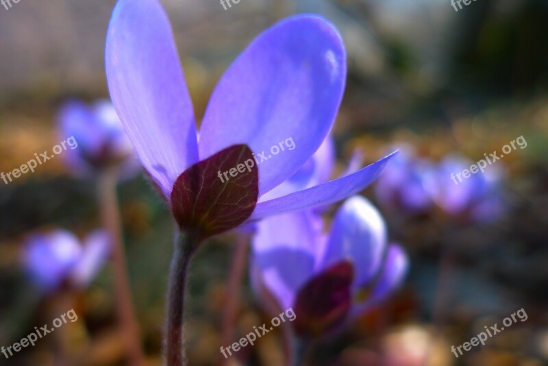 Hepatica Flower Violet Nature Blossom