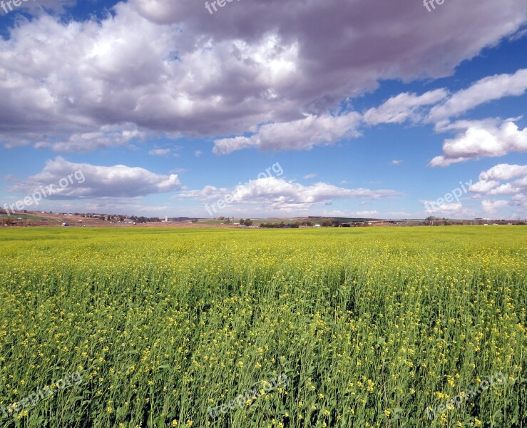 Field Farm Farm Field Agriculture Landscape