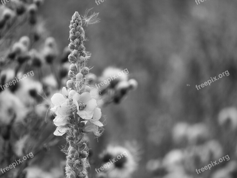 Mullein Flower Verbascum Black And White Fluff