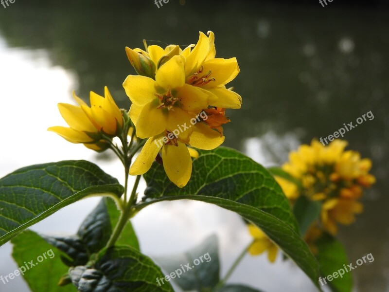 Vrbina Lysimachia Flower Yellow Yellow Flower