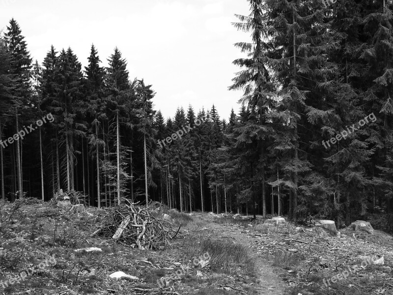 Forest Forest Road Trees Bohemia Strain