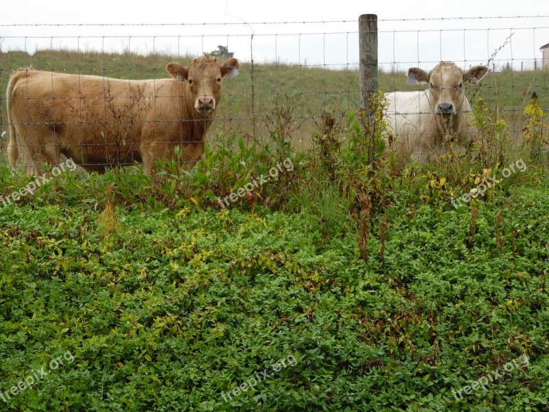 Cows Farm Animal Cattle Dairy