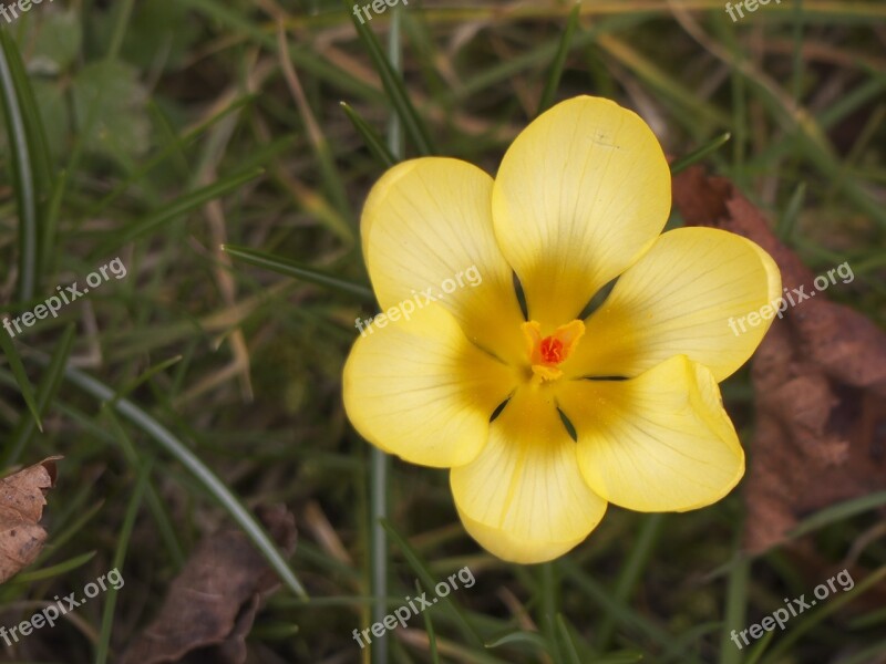 Flower Summer Nature Summer Plant Garden