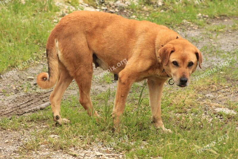 Dog Nature Shepherd Dog Animal Free Photos