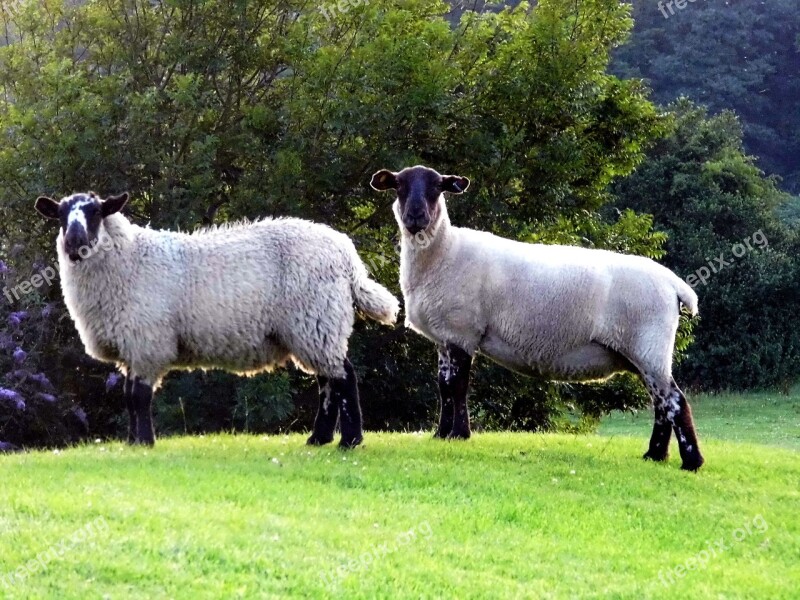 Sheep Wales Livestock Welsh Southerndown