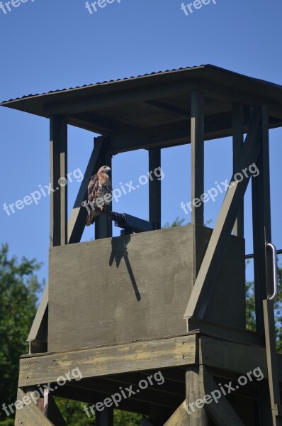 Bird Hawk Wildlife Gunnery Majestic