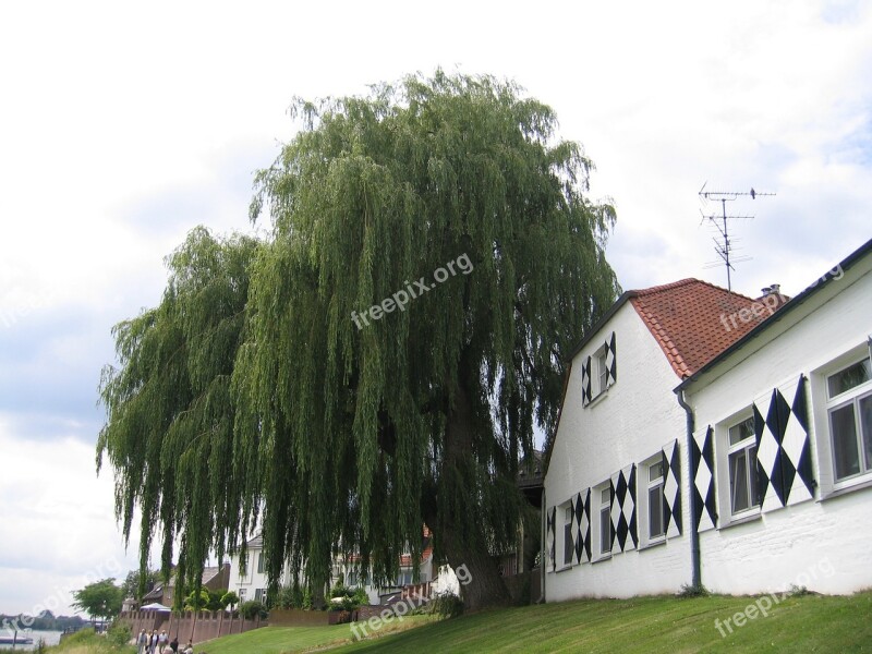 Tree Niederrhein Rees Rhine Weeping Willow