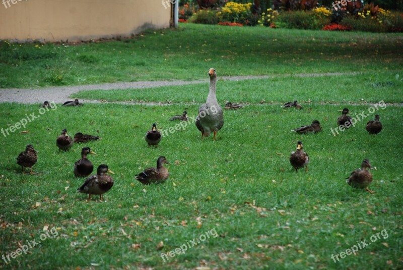 Duck Goose Poultry Duck Bird Water Bird