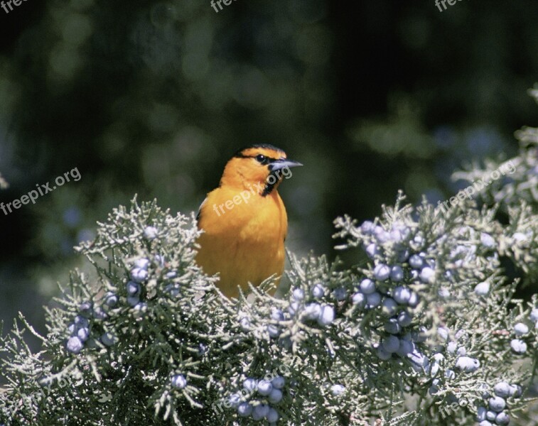 Bullock's Oriole Bird Perched Tree Bush