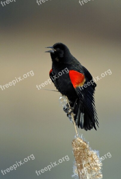 Finely Blackbird Bird Blackbird Perched Black