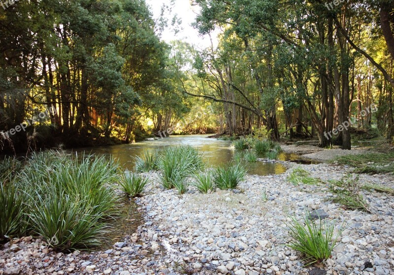 Riverbed Golden Light Forest River Stream