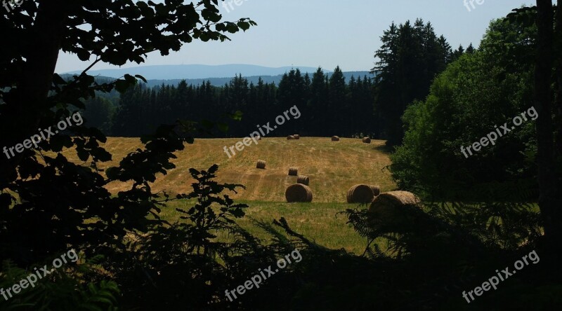 Meadow Grass Hay Bales Plant Green