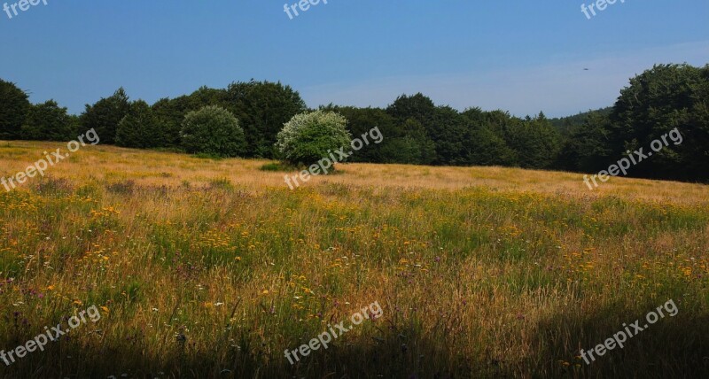 Meadow Tree Sky In The Green Green