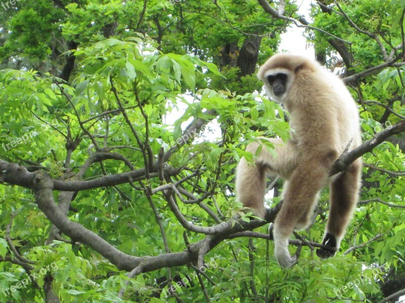 Monkey Jungle Zoo äffchen Animal