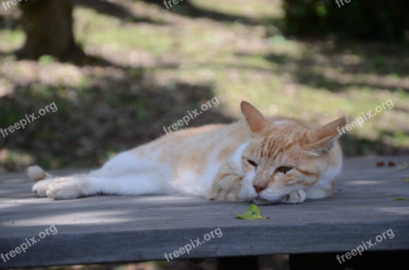 Stray Cat Take A Nap Cat Chillin Noriben Chatter