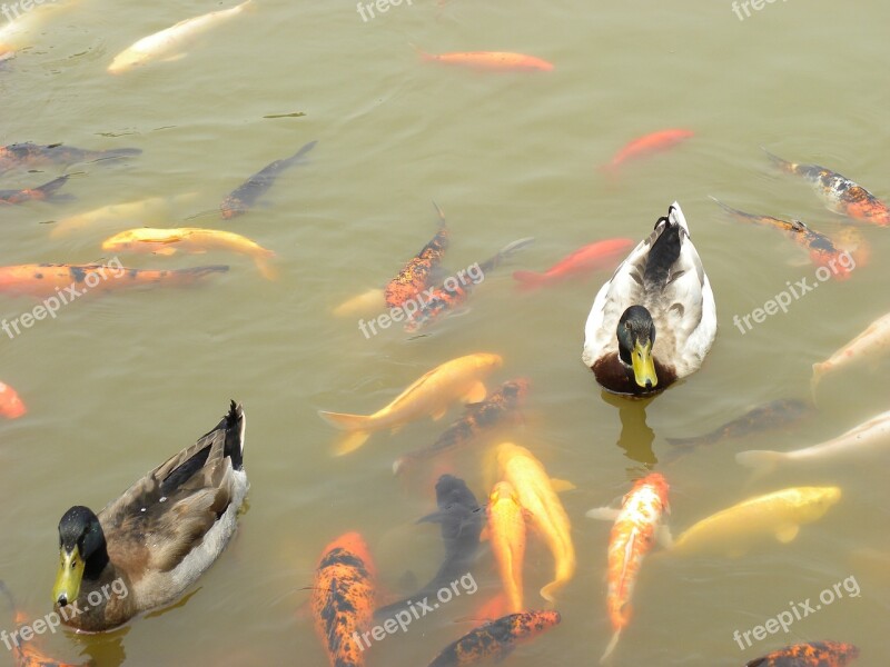 Ducks Koi Goldfish Water Asia