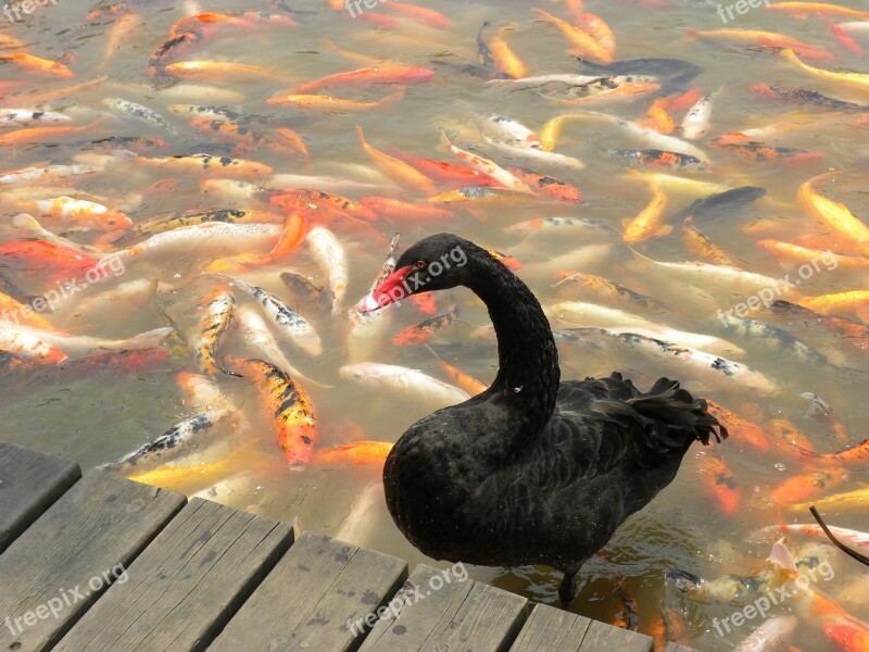 Swan Black Koi Goldfish Water