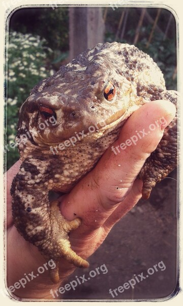 Toad Hand Large Frog Free Photos