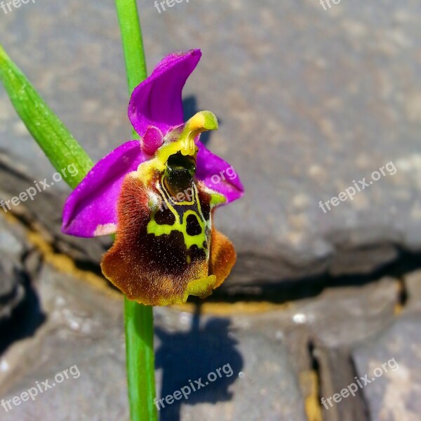 Orchid Sahlep Flower Hatay Mountain