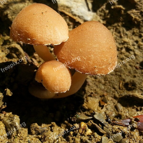 Mushroom Doga Poison Forest Free Photos